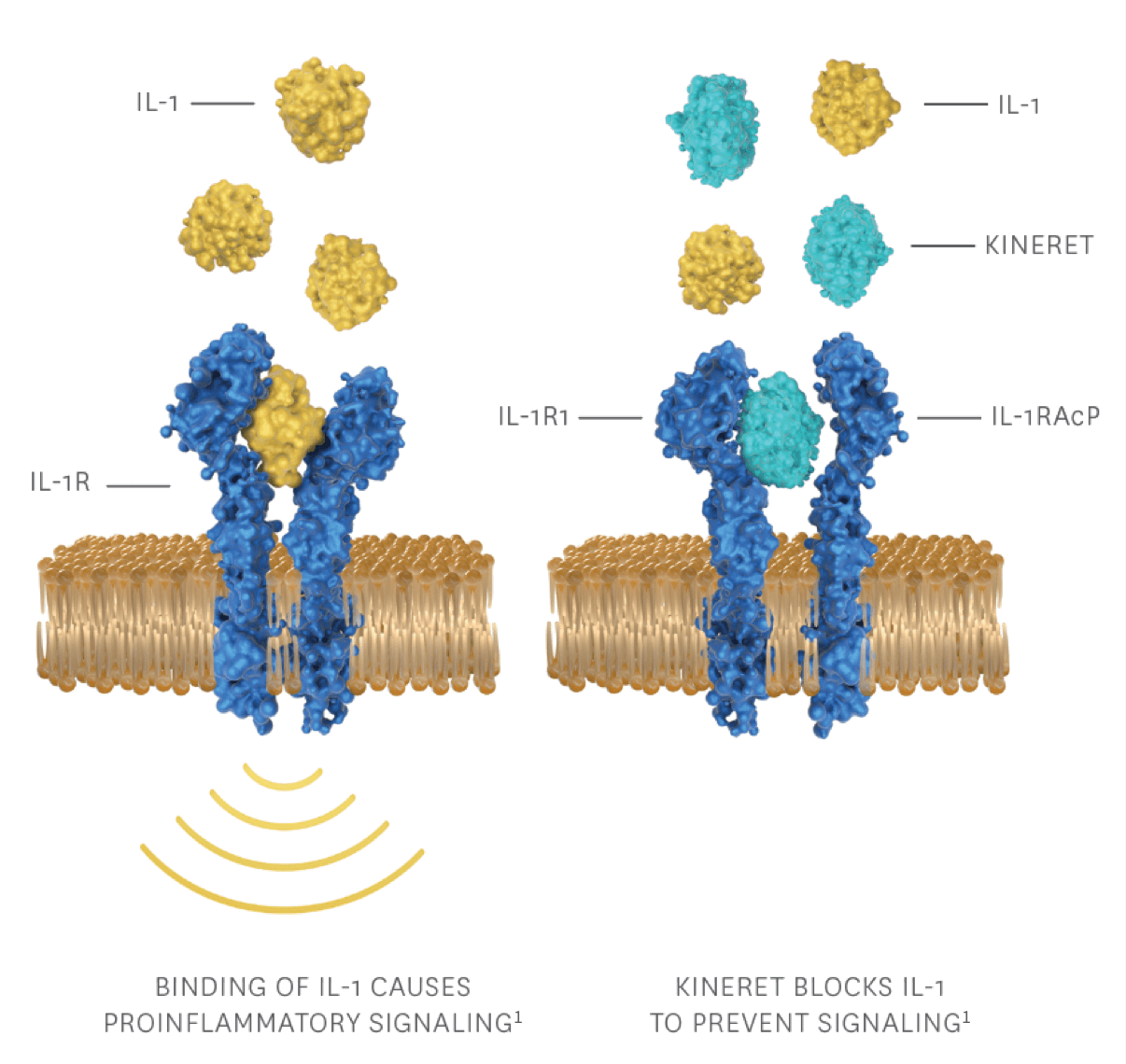 KINERET blocks the signal to stop inflammation